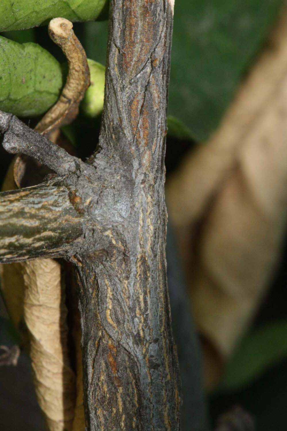              Second - third year twig (Riverside, CA)       